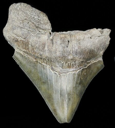 Partial, Serrated, Megalodon Tooth #46144